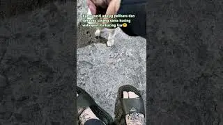 bertemu dg kucing liar yang ada di pom bensin