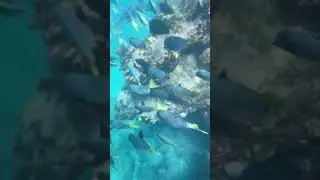 Beautiful Surgeon Fish Underwater