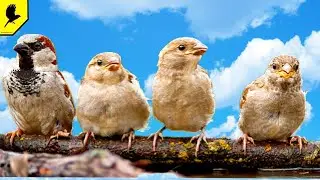 Why do sparrows jump and not walk? Interesting facts about Sparrows.
