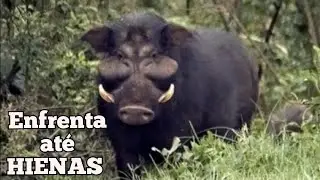 A MAIOR ESPÉCIE DE PORCO SELVAGEM DO MUNDO.