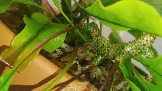 Леканоптерис / Пересадка 🌿