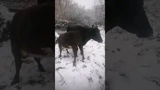 Пустыня Чиуауа 