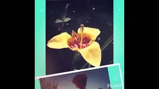 Утренняя Музыкальная Открытка! 🌹💗🌞
