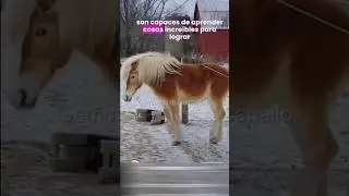 Caballo ha aprendido a escaparse. #caballos #horse #potro