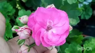 немного об отправке  заказов. пеларгония!!! 🤗