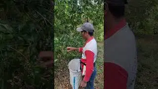 PANEN CENGKEH .MUNJUNGAN TRENGGALEK