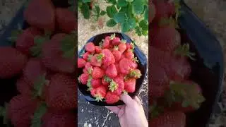 Урожай клубники Азия в июне 2024 года😊 #клубника #сад #дача #азия #зкс #огород #лето
