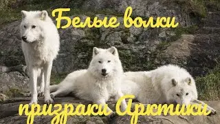 Белые волки призраки Арктики.