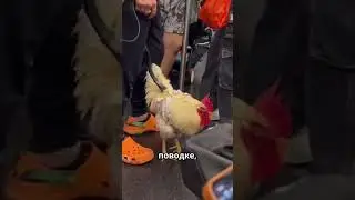 Парень и Его Петух 