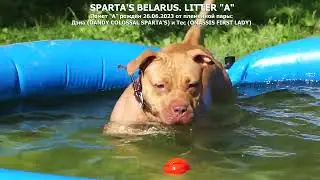 Щенки американского питбультерьера от Дэна и Теслы. SPARTA'S BELARUS / LITTER "А".