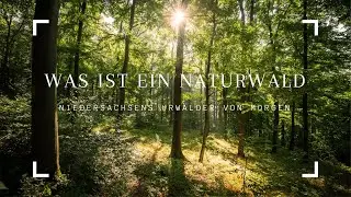 Was ist ein Naturwald?
