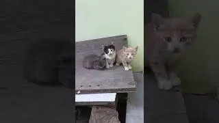 ищут дом. Бендеры. центр 