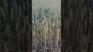 8 августа 2023 г.
