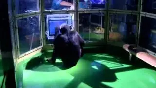 Улетное видео 334 выпуск