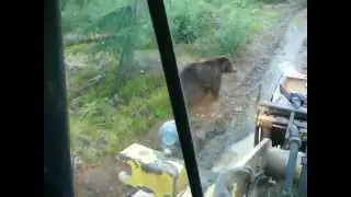 Проверка на дорогах