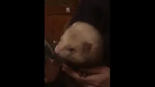 Хорек Тимми кушает йогурт/  Timmy ferret eats yoghurt