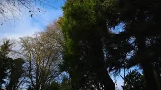 Strong Wind Sound Effect | Royalty Free Sound Effects