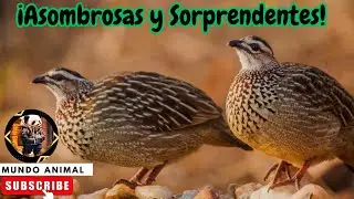 ¡Asombrosas y Sorprendentes! Todo lo que no sabías sobre las Codornices