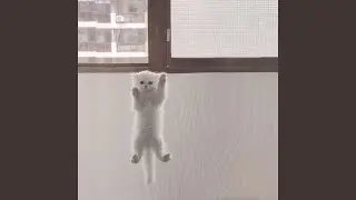 конфеты