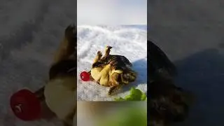 The physically challenged turtle #animals #love #shorts