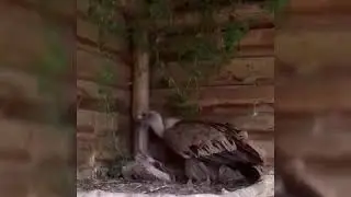 Птенец белоголового сипа