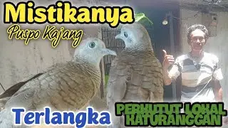 MISTIKANYA Puspo Kajang jaringane Mbah Rasit dari Punden Kembangmbilo