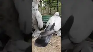 Тбилисские сизаграни давида линии кузиани