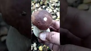 По грибы 2021