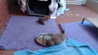 Kortmar Shiba Inu Live Stream - Emmy Bubbas
