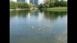 А утки : "Кря" - "Кря" - "Кря"! 🐦🐦🐦