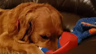 Golden Retriever Popping a Beach Ball