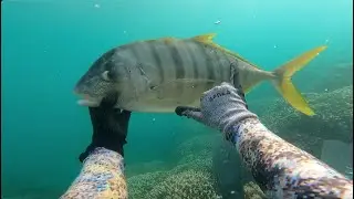 My First ULUA (ft. FISH N GRILLZ) - Spearfishing Paopao Hawaii