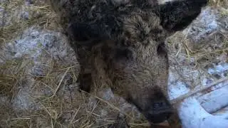 Мангалица . Чем кормить зимой ?