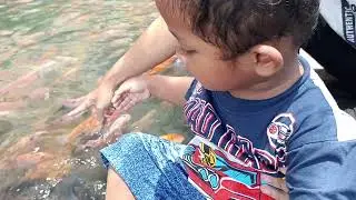 ikan dalam kolam #shorts #kolam #ikan