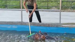 Как мы моем БЕГЕМОТА 🦛 Парк Миниатюр
