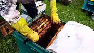 С одной семьи отводок стартер и воспиталка.