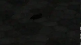 R.I.P bird 1-2019