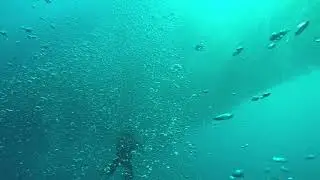 Filipiny - Moalboal - The Blue Abyss Dive Shop - Marzec 2017 - Ławica sardynek