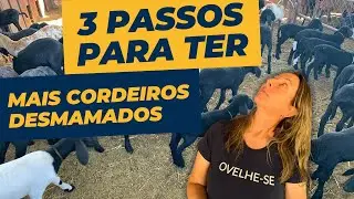 3 PASSOS PARA TER MAIS CORDEIROS DESMAMADOS | CARLA D'ANCORA DIAS