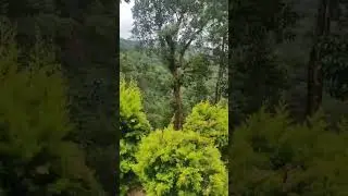 Raja Ji Wala Reel To Banta Hai