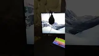 как выглядит чайка в day r 