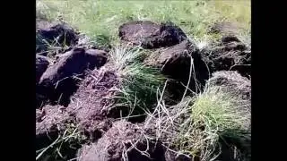 Удачный шурф. Ищем сибирские монеты.