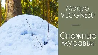 Снежные муравьи / МакроVLOG №30 / Микропланета
