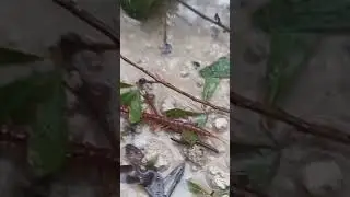 Huge Centipede In Otter Creek Fl