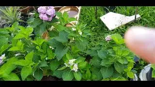 After kikis dahan/ sunat hydrangea : Part 3.
