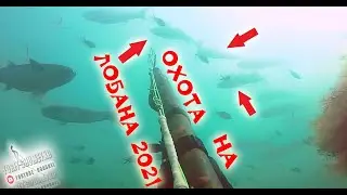 НЕ ЛУЧШАЯ ОХОТА на ЛОБАНА 2021, ПОМОЩНИЦА МАНЯ)