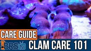 How To Care For Reef Tank Clams.