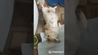 ЖАРА....