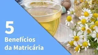 MATRICARIA: 5 Benefícios da Matricária Para Saúde | O Que É Matricária? Para Que Serve?