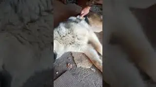 пес пес добрый пес